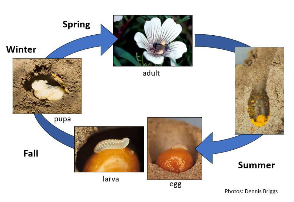 the life cycle of a solitary bee