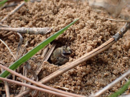 bee in a ground nest