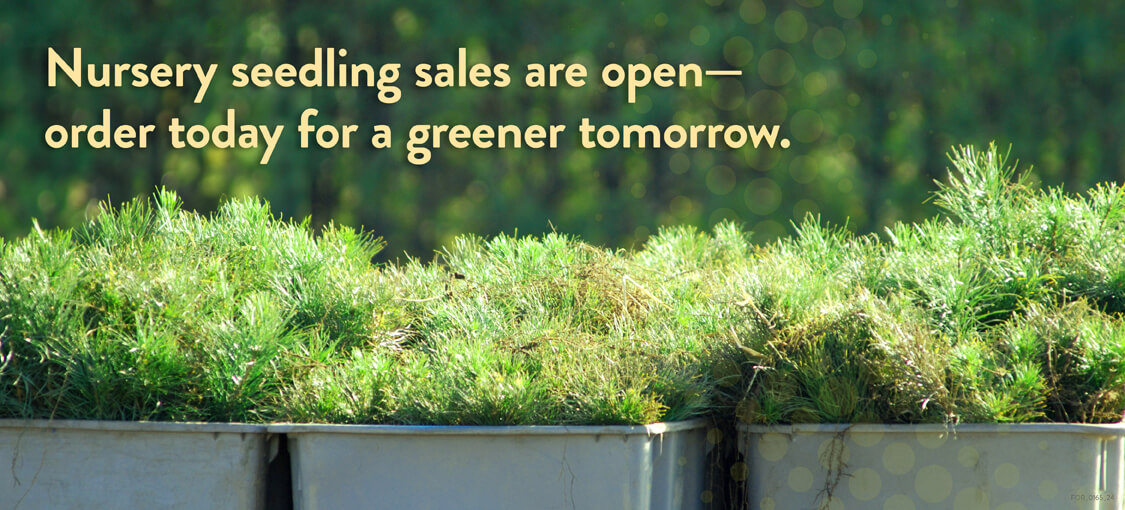 Nursery seedling sales are open, order today for a greener tomorrow.